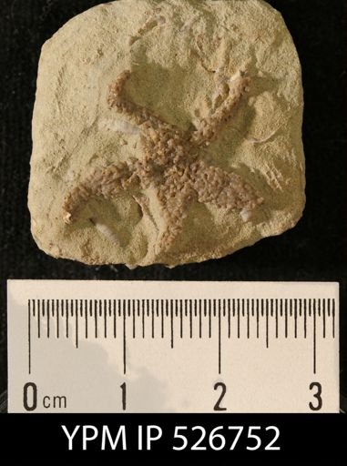 undet. Asteroidea