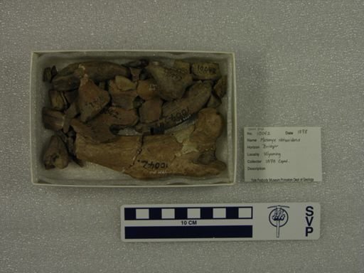 Mesonyx obtusidens