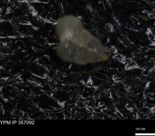 undet. Foraminiferida