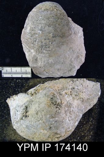 Pustula nebrascensis