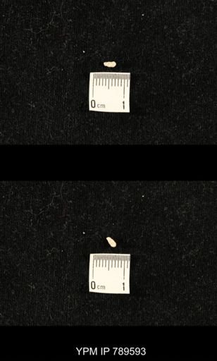 undet. Bryozoa