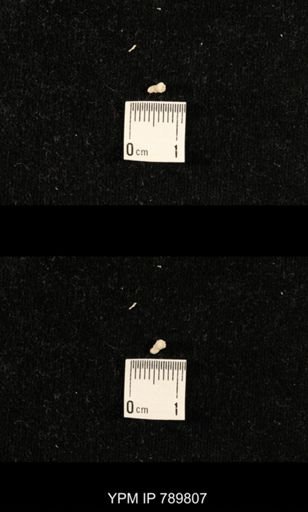 taxon undetermined