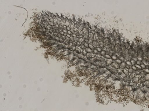 Sycon sp.