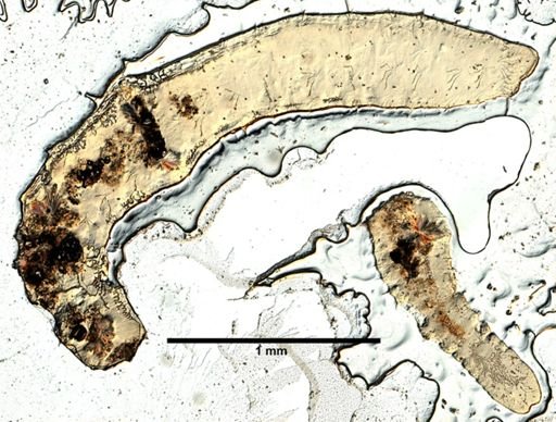 Paranais litoralis