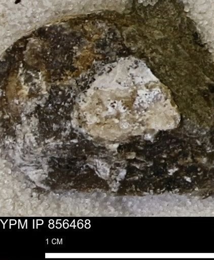 undet. Mollusca