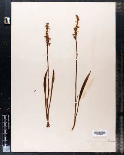 Spiranthes cernua