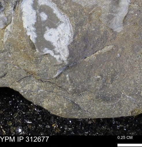 Phelopteria linguaeformis