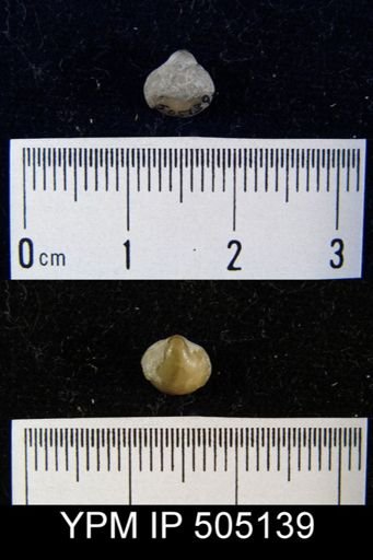 Squamularia perplexa