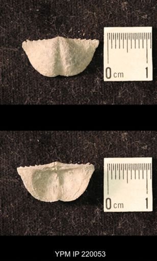 Chonetina flemingi alata