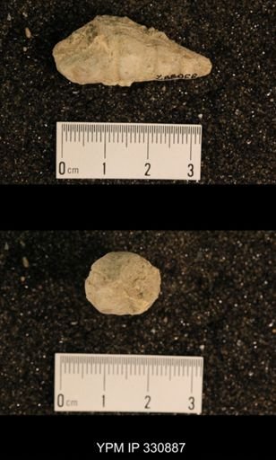 Meekospira peracuta choctawensis