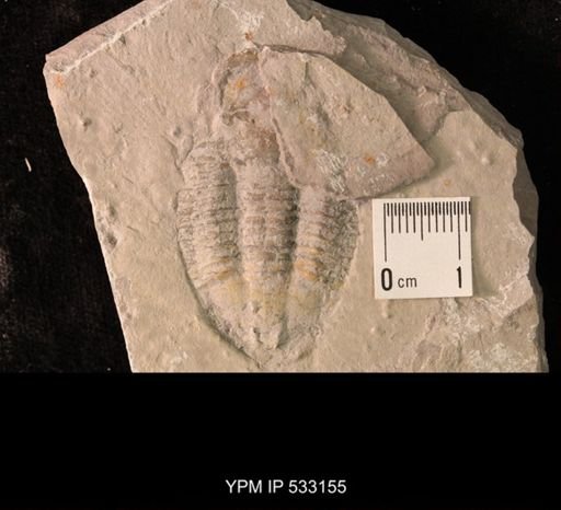 Elrathia kingi