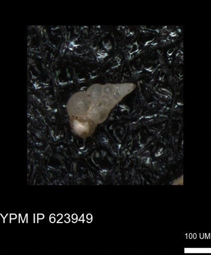 undet. Heterohelicidae