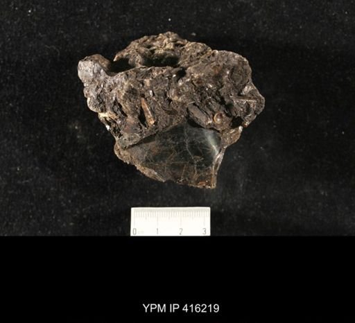 Orthoceras sp.