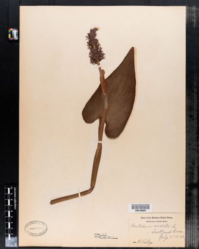 Pontederia cordata