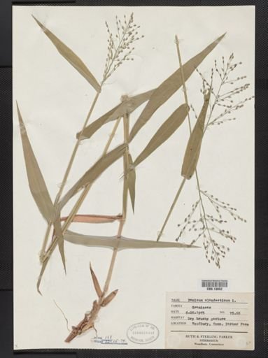 Panicum clandestinum