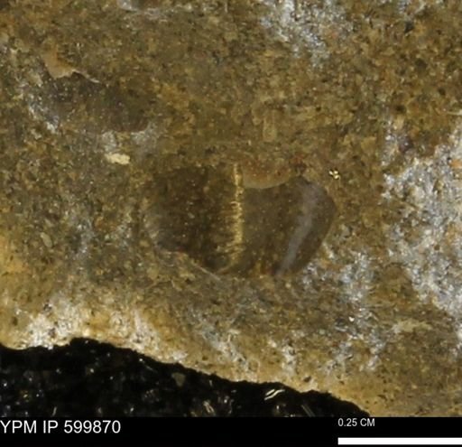 Protocardia subquadrata