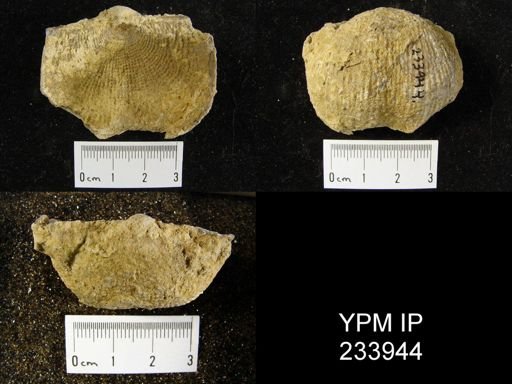 Dictyoclostus americanus