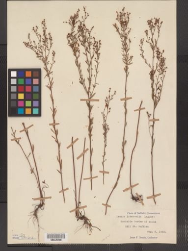 Lechea intermedia