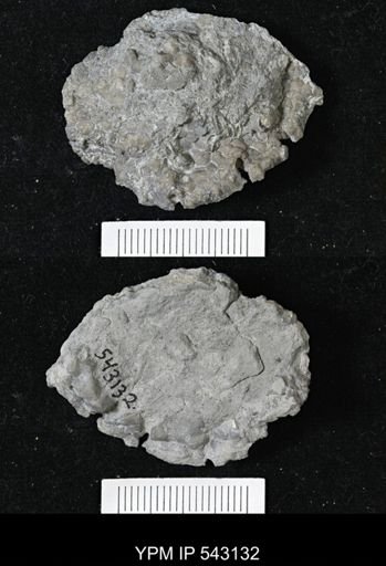 Megistocrinus?