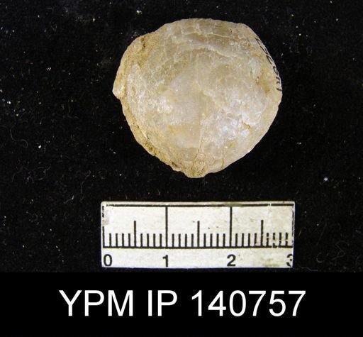 Martiniopsis sp.