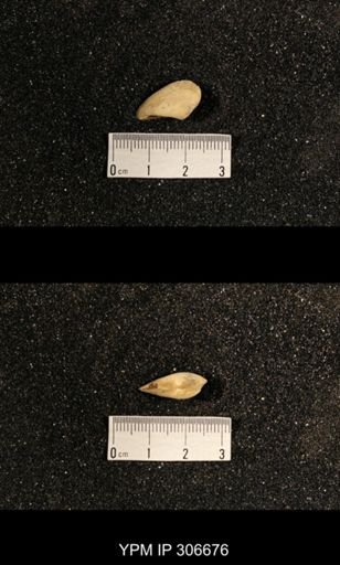 Phestia bellistriata