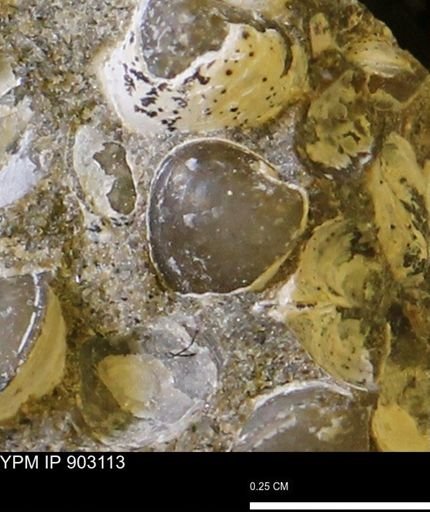 Corbulamella sp.
