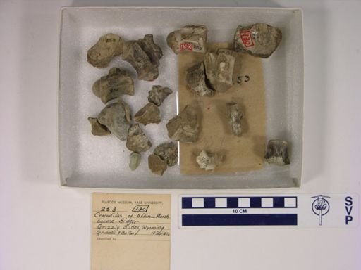 Crocodilus cf. affinis