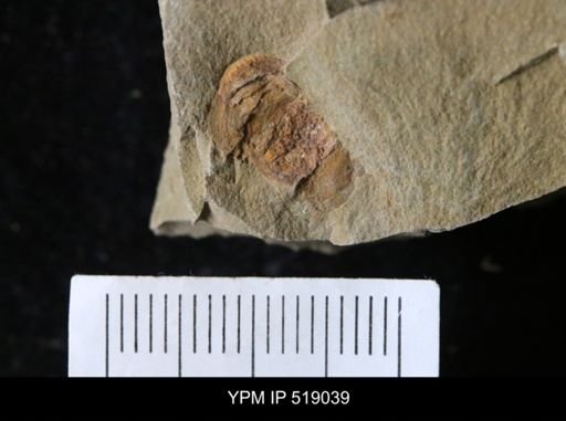 undet. Brachiopoda
