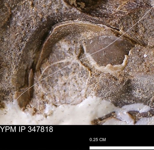 undet. Bivalvia