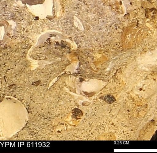 undet. Bivalvia