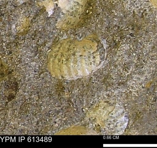 Scaphites sp.