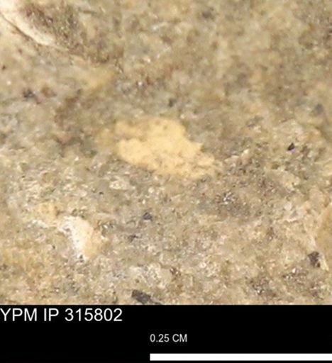 undet. Mollusca