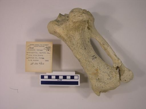 Teleoceras fossiger