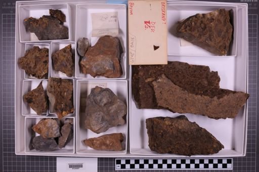 mixed taxa, stratigraphic collection