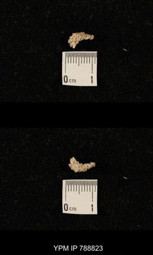 taxon undetermined