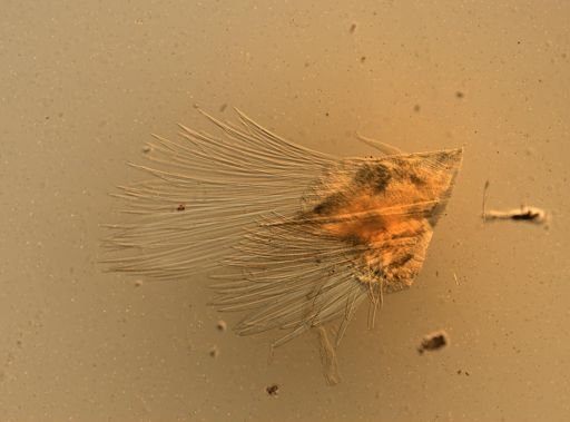Lagisca impatiens