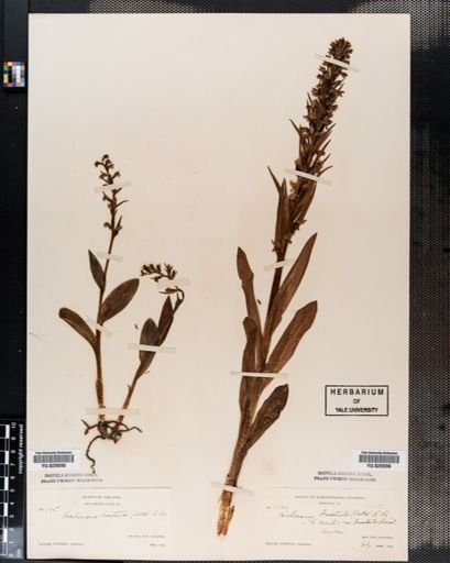 Habenaria