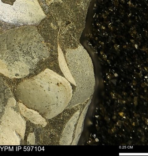 Limopsis striatopunctatus