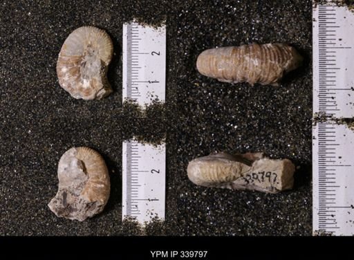 Scaphites whitfieldi