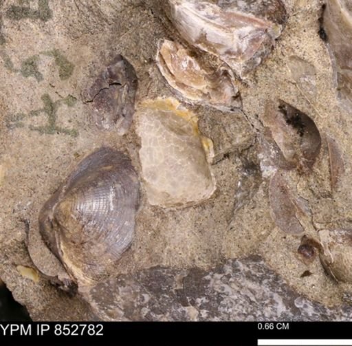 undet. Bivalvia