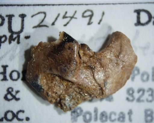 Ptilodus