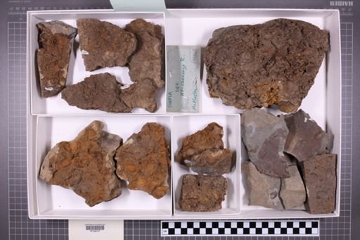 mixed taxa, stratigraphic collection