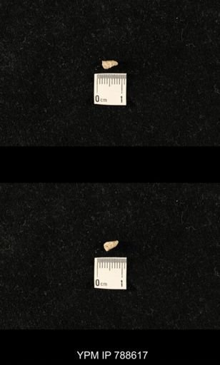 taxon undetermined