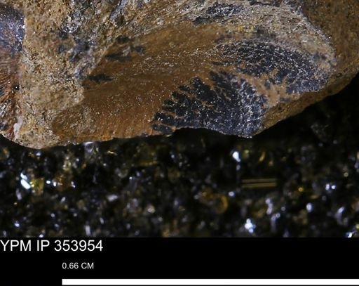 undet. Bivalvia