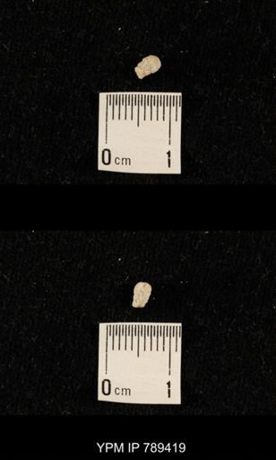 undet. Bryozoa
