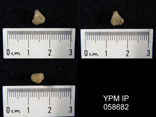 Rhynchotreta sp.