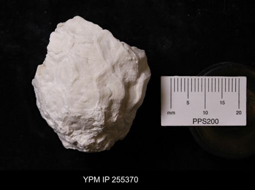 Sphaerospongia permotessellata