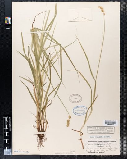Carex tribuloides
