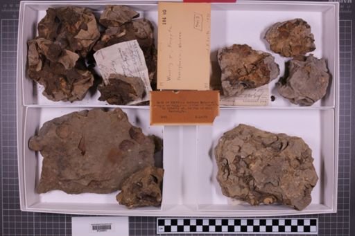 mixed taxa, stratigraphic collection