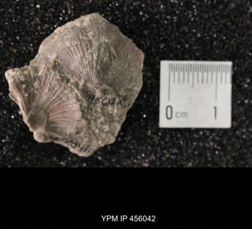 Platystrophia reversata